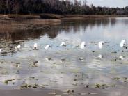 Birds at Lake Deaton